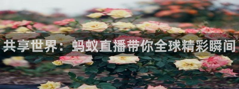 河豚nba直播比赛：共享世界：蚂蚁直播带你全球精彩瞬间